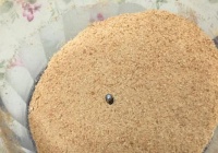 仙人掌木糠杯蛋糕的