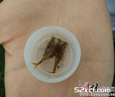 河北沧州疑现“仙女虾”疑似2亿年前生物(图)