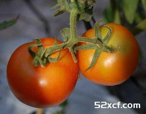 牛番茄的挑选方法图解