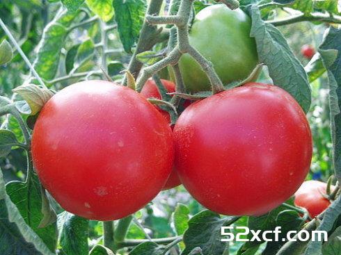牛番茄的挑选方法图解