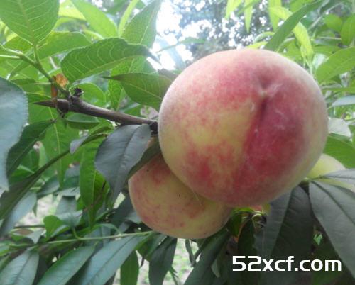 桃子里的虫子是什么虫？吃了桃子里的虫子到肚子里怎么办