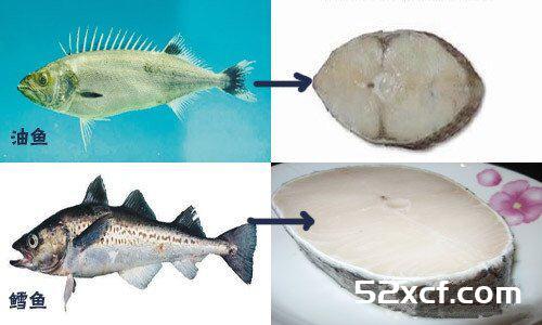鳕鱼与油鱼的区别和辨别技巧