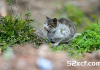 猫肉的功效_猫肉的食疗作用介绍