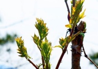 刺老芽什么时候采摘好？刺老芽的采摘方法