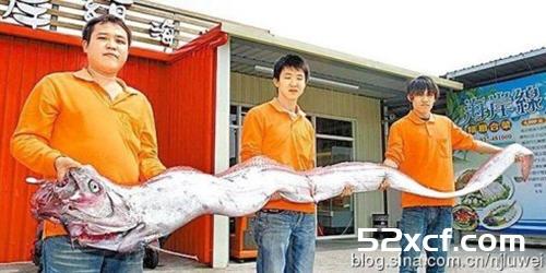 什么是皇带鱼？揭秘古代巨型皇带鱼的恐怖传说